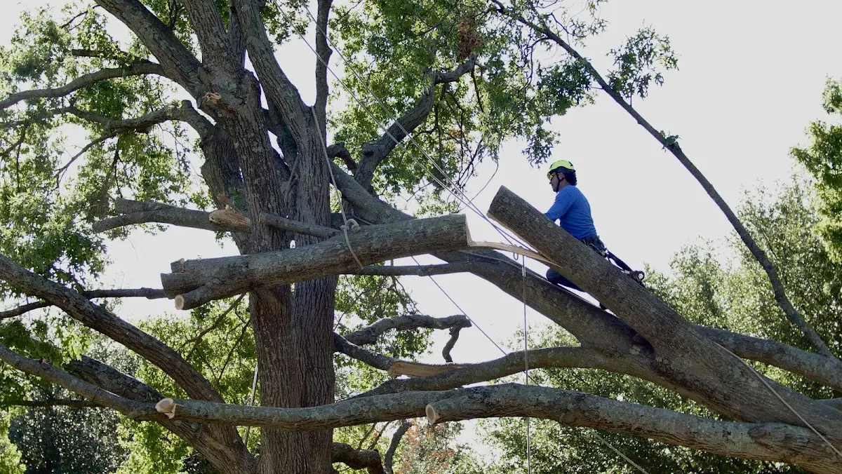 Professional Crown Thinning performed by certified arborists in Koeltztown