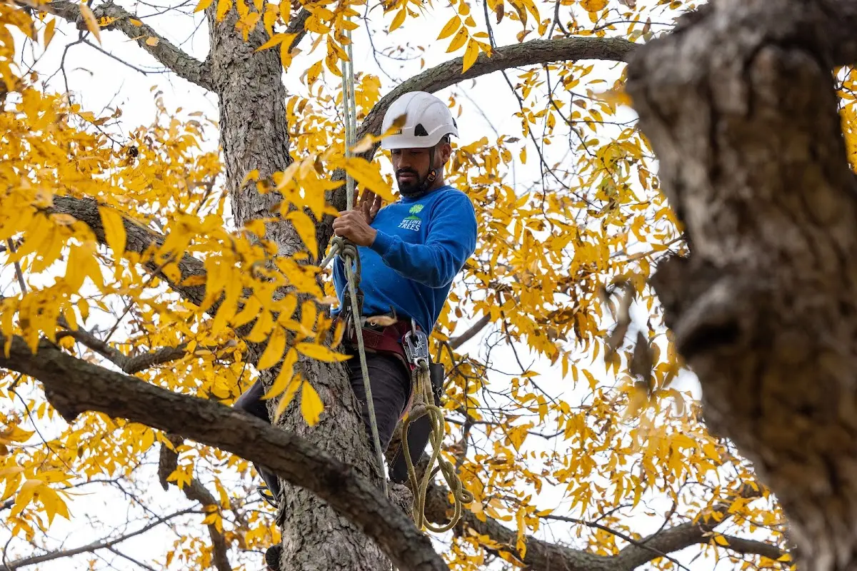 Skilled Tree Pruning crew working in Koeltztown